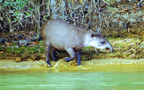 Young Brazilian Tapir Scientific Name Tapirus Terrestris Flickr