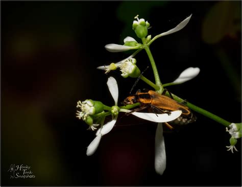 Goldenrod Soldier Beetle + Rework - Macro/Close-up Critiques - Nature