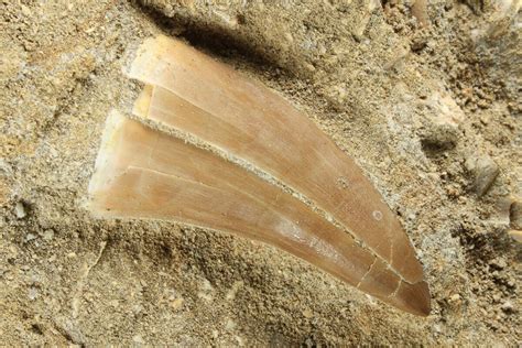 1 85 Mosasaurus Tooth In Rock 91253 For Sale FossilEra