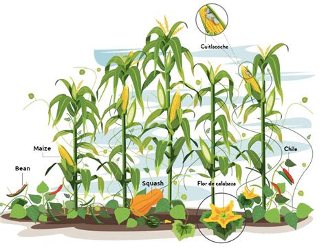 Mayan Terrace Farming