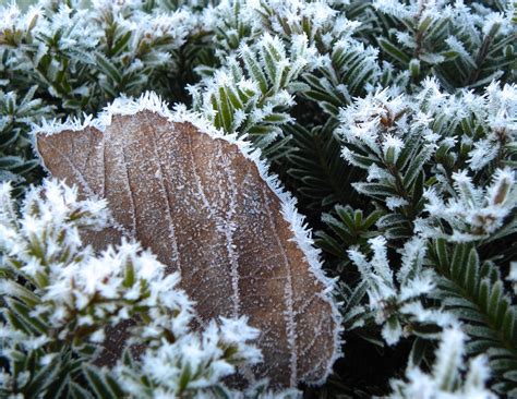 Frosty Flora For Looking Close On Friday Theme Flickr