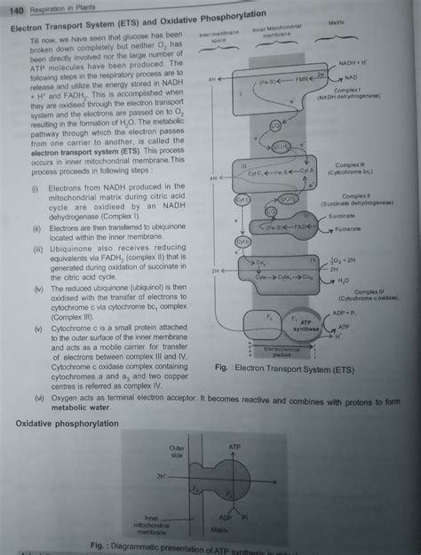 Abe Electron Transport System And Oxidative Phosphorylation Cell