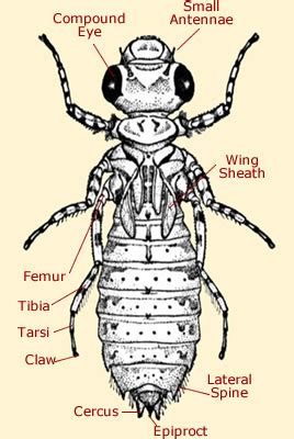 Dragonfly Anatomy - Illustration & Diagram Of A Dragonfly