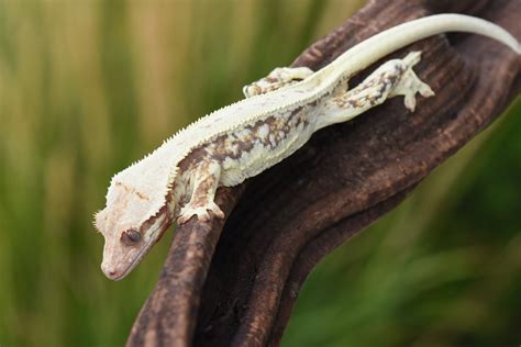 Crested Gecko Morphs | Fringemorphs