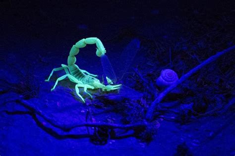 Fenômenos de Bioluminescência Os Seres Vivos que Brilham no Escuro