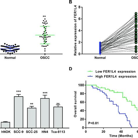 Lncrna Fer1l4 Was Significantly Upregulated And Predicted Poor