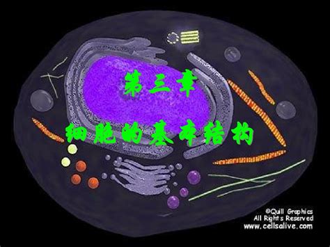 生物 细胞膜 系统的边界 新人教 整理 Word文档在线阅读与下载无忧文档