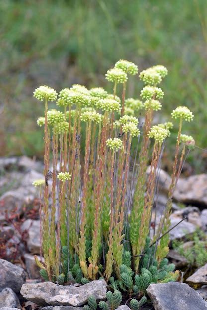 Sedum sediforme en cultivo de flores entre rocas calcáreas Foto Premium