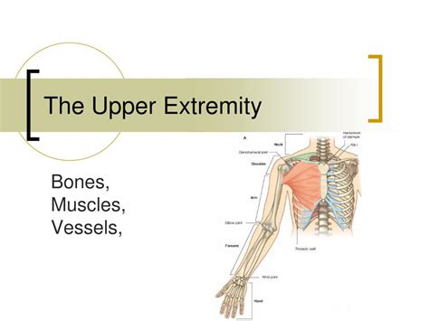 Upper Extremity Functional Scale