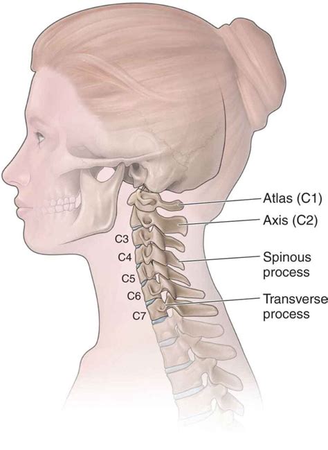 The Cervical Spine Musculoskeletal Key Dermatomes Chart And Map