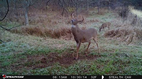 Trail Camera Photos | Bowhunting.com