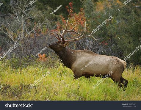 Rocky Mountain Elk Habitat Beautiful Autumn Stock Photo 108779921 ...