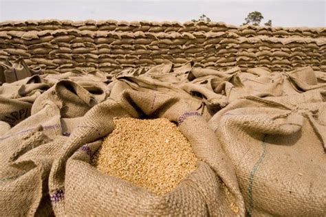 Indias 2016 17 Wheat Imports Could Surge To A Decade High Livemint