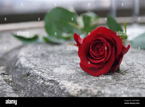 Romantic Red Rose Lying On A Stone Table Stock Photo Alamy