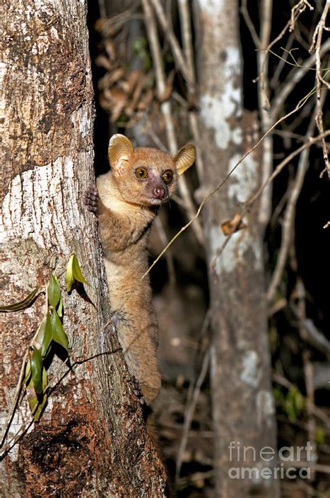 Coquerels Giant Mouse Lemur Photograph by Tony Camacho - Pixels