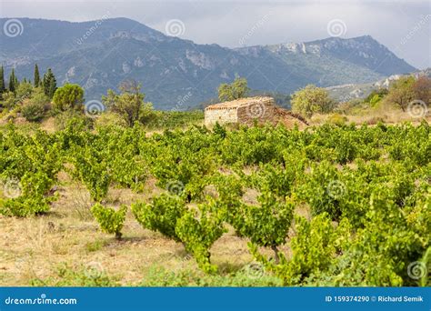 Vineyards In The Wine Region Languedoc Roussillon Roussillon France