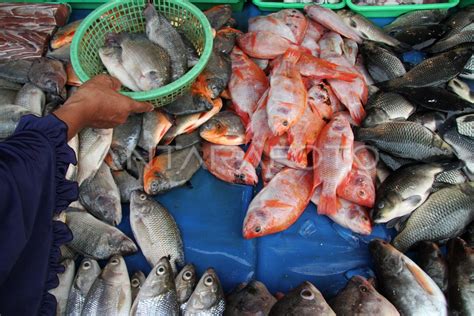 Target Konsumsi Ikan Nasional Antara Foto