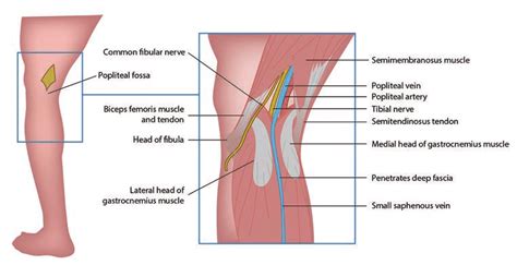 Popliteal Surface