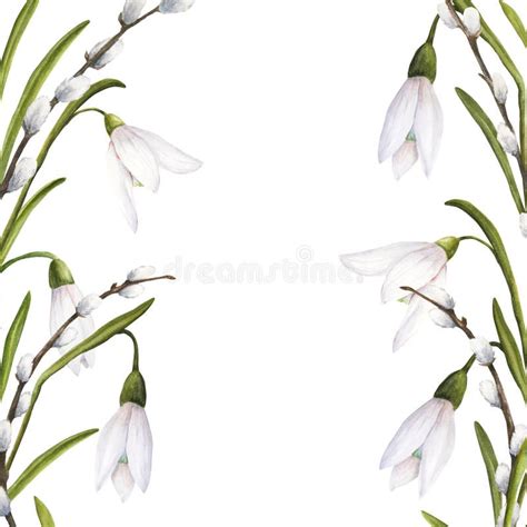 Pussy Willow Border Stock Illustrations Pussy Willow Border Stock