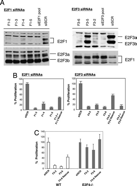 Distinct roles of E2F proteins in vascular smooth muscle cell ... 