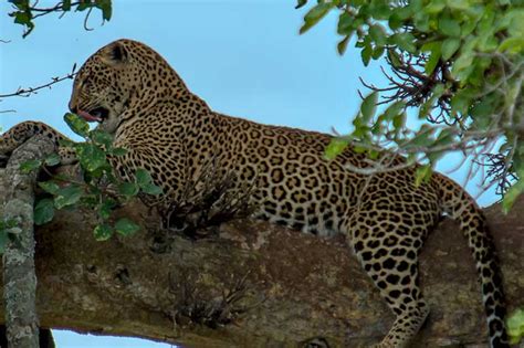 Tanzania Midrange Safari Packages Golden Trips Tanzania