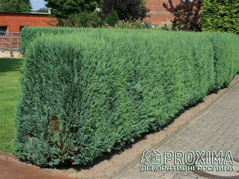 Кипарисовик Кипарисовик Лавсона Блом, Chamaecyparis lawsoniana Blom ...