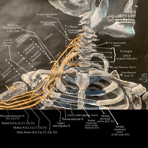 The Brachial Plexus From Roots To Cords Nerves Of The Neck Related