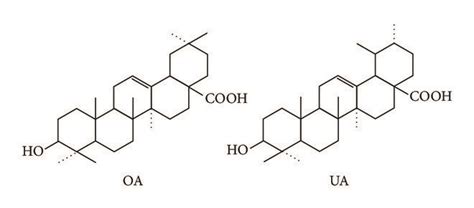 Chemical Structures Of Oleanolic Acid Oa And Ursolic Acid Ua