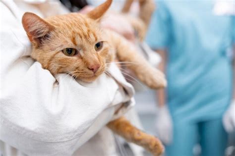 Verm Fugo Para Gato Melhores Marcas De Amo Vira Lata