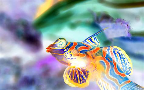 Mandarinfish Picture - Image Abyss