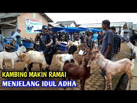 Kambing Tumpah Ruah Di Pasar Sampai Di Utang Utangin Ke Pedagang Youtube