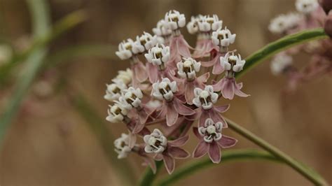 10 Varieties Of Milkweed Butterflies Absolutely Love