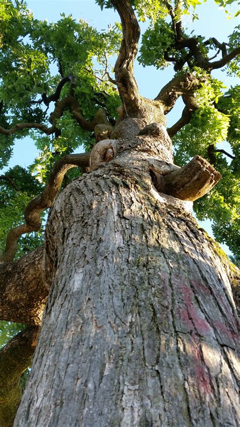 Free Images Tree Nature Branch Wood Leaf Flower Trunk Autumn