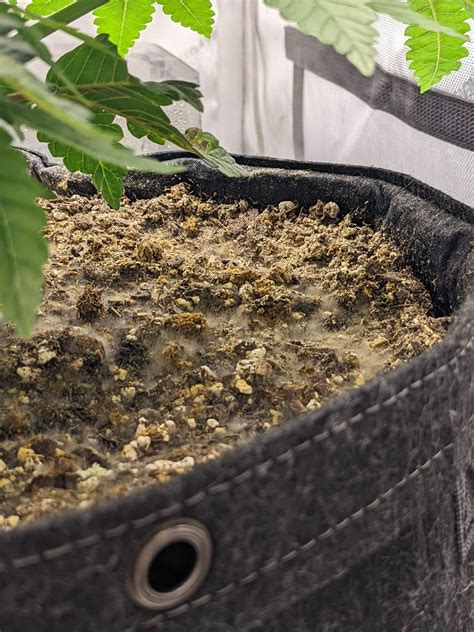 White fuzzy mold on top of soil? : r/microgrowery