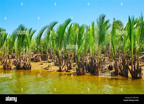 Nipa Palm High Resolution Stock Photography And Images Alamy