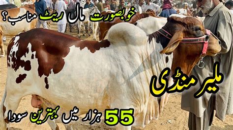 Malir Mandi Karachi Cattle Rates Update November Cow Mandi