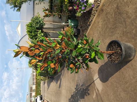 Magnolia grandiflora ‘Teddy Bear’ 400mm / 45L | Camden Nurseries