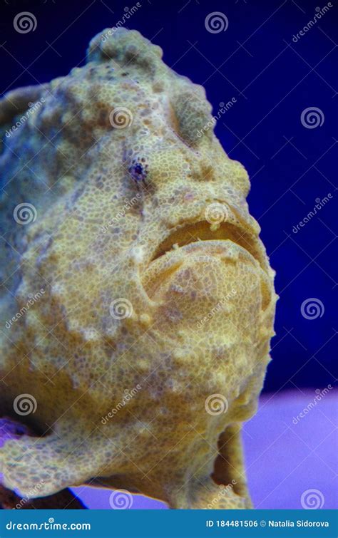 Shaggy Frogfish Antennarius Hispidus Stock Photo Image Of Marine