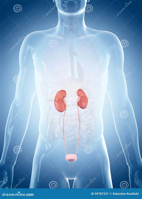 The kidneys stock illustration. Illustration of anatomy - 59787331