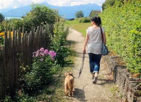 【fp監修】犬のペット保険は必要？不要？「結局貯蓄とどっちが賢い？」を徹底解説｜2024年12月最新！ペット保険の比較・見積もり。人気