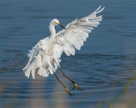 Great Egret Vs Snowy Egret