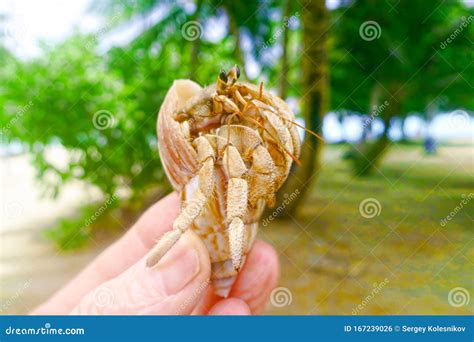 Beautiful Crab Shell Sand Beautiful Wildlife Maldives Stock Photo