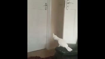 What The Fuck Meme Sound Effect Voicy