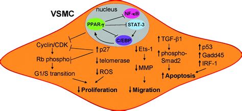 Peroxisome Proliferator Activated Receptor γmediated Effects In The Vasculature Circulation