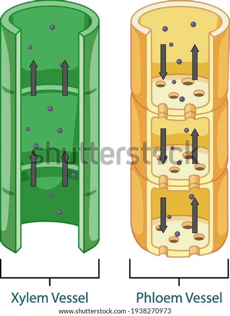 Diagram Showing Vascular Tissue System Plants Stock Vector (Royalty ...