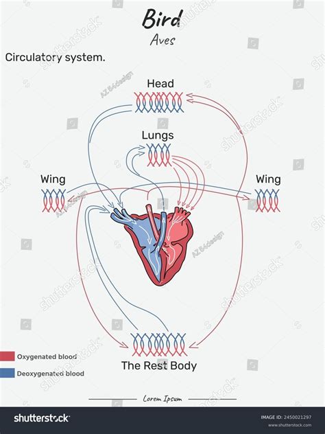 Bird Aves Circulatory System Illustration Royalty Free Stock Vector