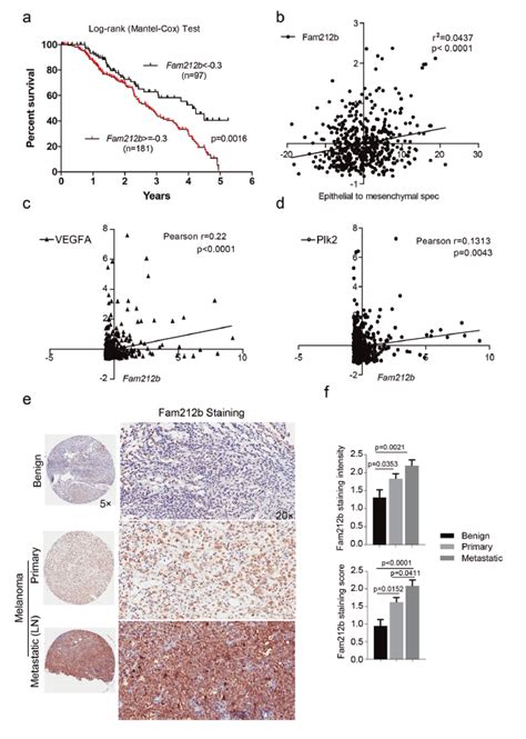 Cell Death Differ：fra 2ap 1下调fam212b表达调节黑色素瘤细胞的转移 Medscicn