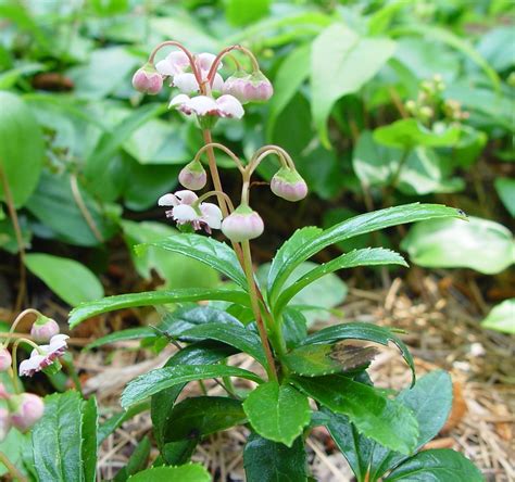 Chimaphila Umbellata Noble Princes Pine Pipsissewa Go Botany