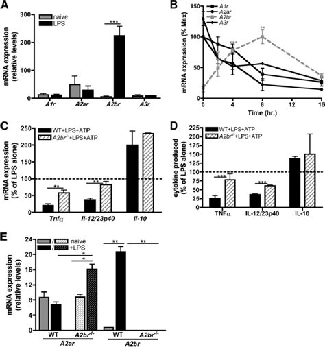 Atp Derived Adenosine Attenuates Inflammatory Cytokine Production Via Download Scientific