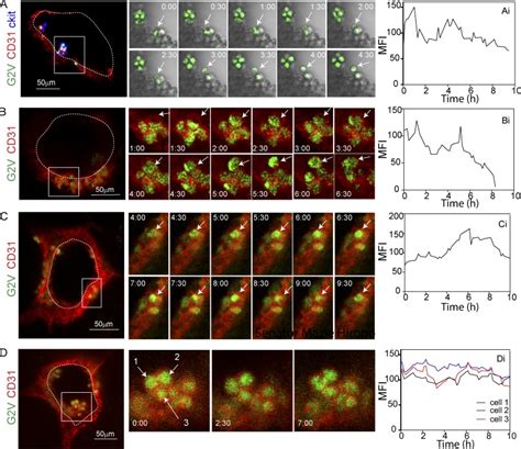 In Vivo Single Cell Analysis Reveals Gata2 Dynamics In Cells